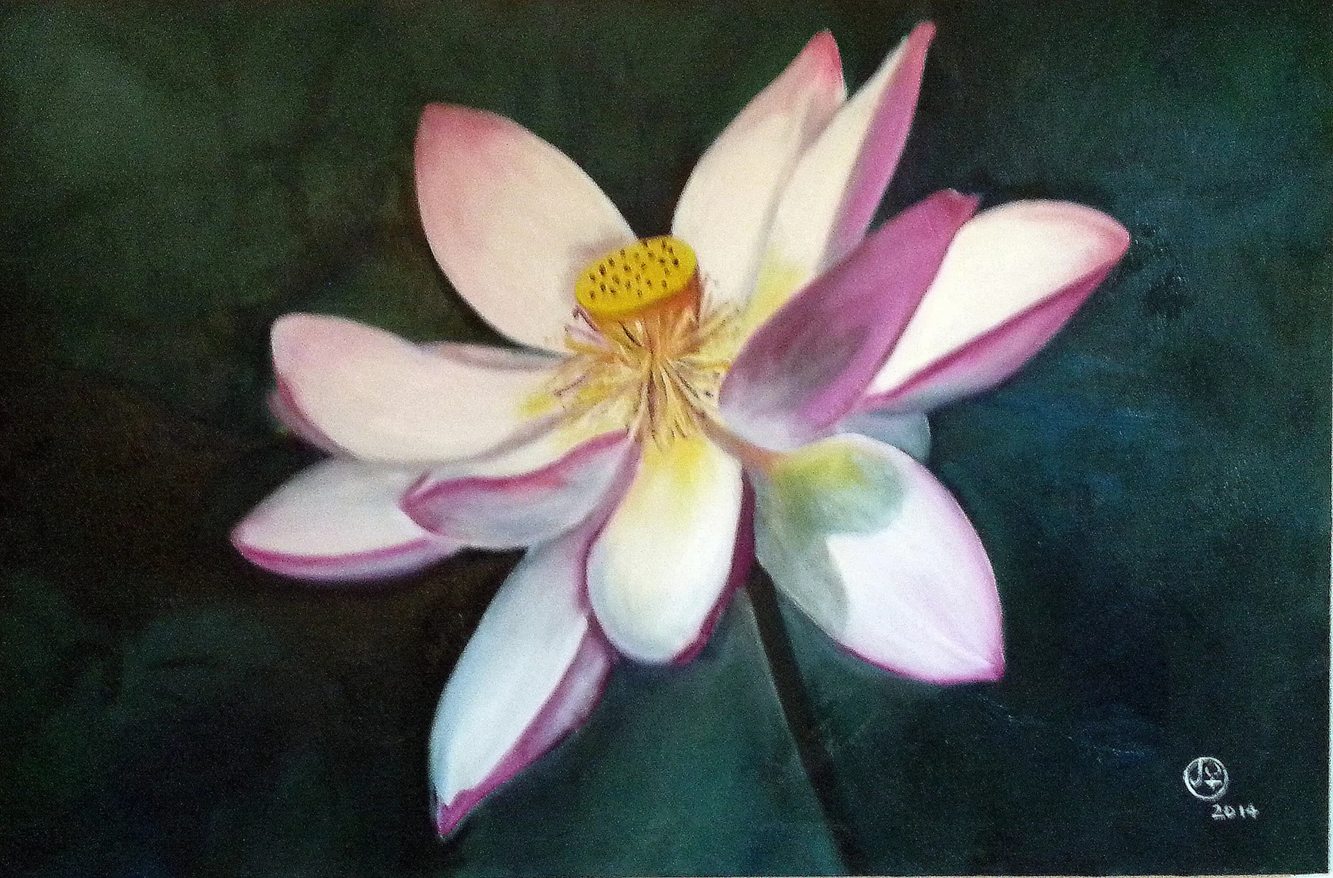 Single Lotus by Jo Odessa